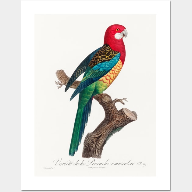 The Eastern Rosella, Platycercus eximius from Natural History of Parrots (1801—1805) by Francois Levaillant. Wall Art by Elala